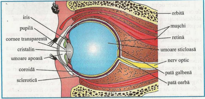 tunicile globului ocular tonometru non contact icare